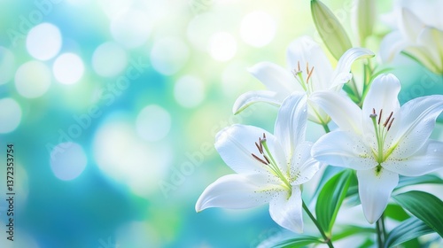 A serene image of white lilies against a soft, blurred blue background, conveying tranquility and natural beauty.
