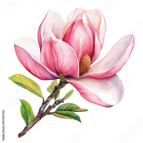 A watercolor vector of a Magnolia flower, isolated on a white background. Magnolia flower vector

