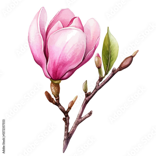 A watercolor vector of a Magnolia flower, isolated on a white background. Magnolia flower vector

