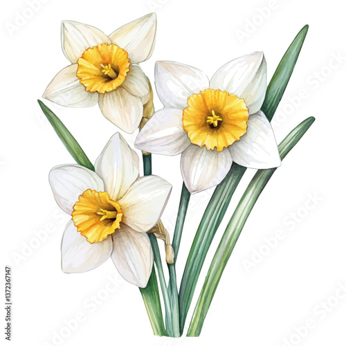 A watercolor vector of a Narcissus flower, isolated on a white background. Narcissus flower vector

