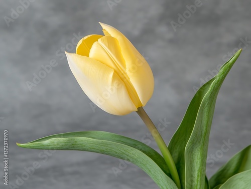 A beautiful single yellow tulip flower with green leaves