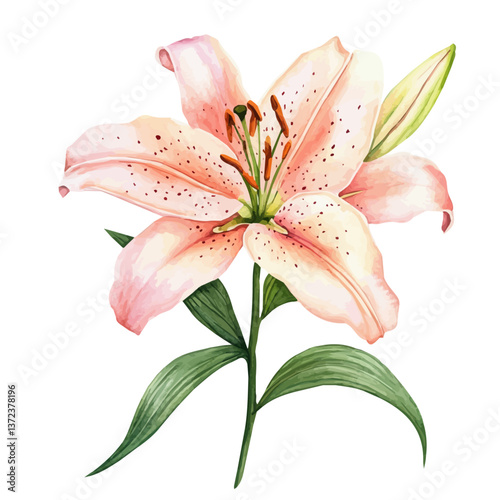 A watercolor vector of an Oriental Lily flower, isolated on a white background. Oriental Lily flower vector

