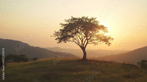 Wallpaper Mural A single tree photographed in the golden hour of morning and evening. Torontodigital.ca