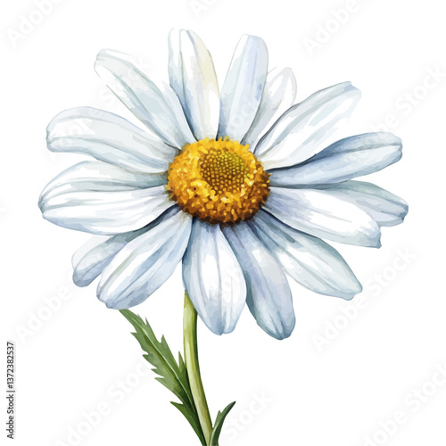 A watercolor vector of an Oxeye Daisy flower, isolated on a white background. Oxeye Daisy flower vector

