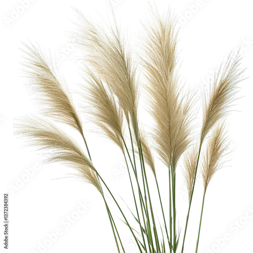 ears of wheat isolated on transparent background png