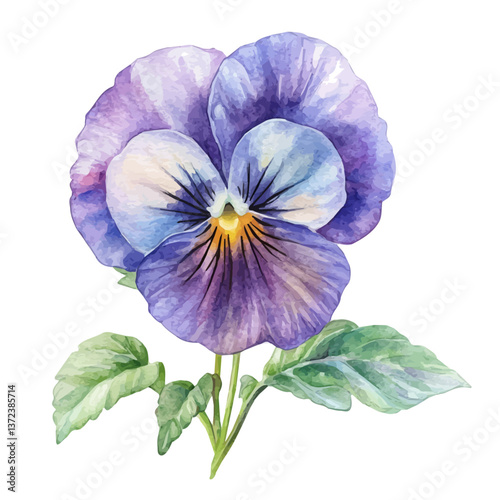 A watercolor vector of a Pansy flower, isolated on a white background. Pansy flower vector

