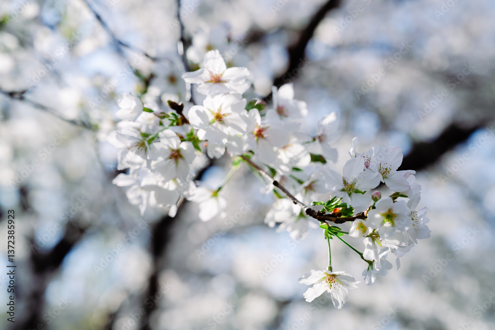 2025年の日比谷の桜 2025年の日比谷の桜