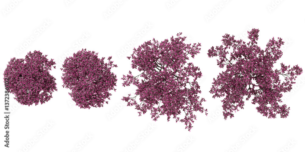 Fototapeta premium Collection of Tabebuia rosea Trees on transparent background from the top view