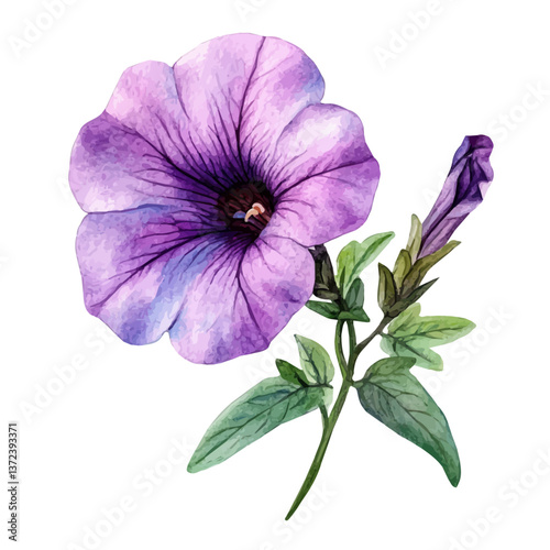 A watercolor vector of a Petunia flower, isolated on a white background. Petunia flower vector

