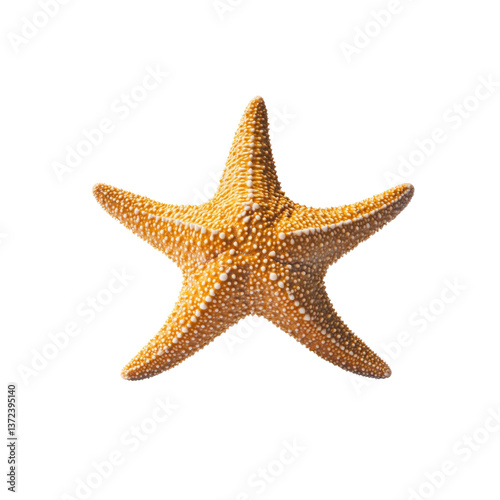Detailed Close-up of a Golden Starfish on Transparent background