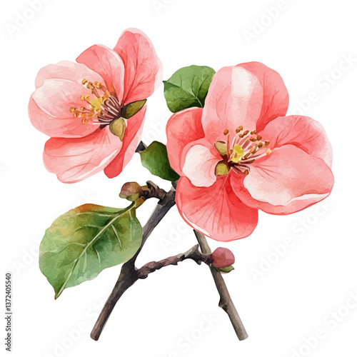 A watercolor of a quince flower, isolated on a white background. Quince flower vector.

