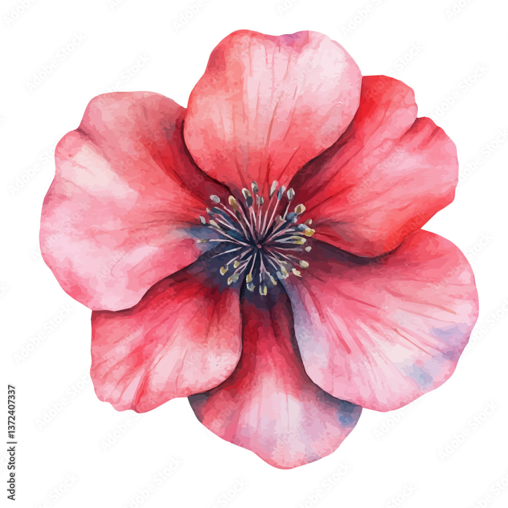 A watercolor of a rondeletia flower, isolated on a white background. Rondeletia flower vector.
A watercolor of a rondeletia flower, isolated on a white background. Rondeletia flower vector.