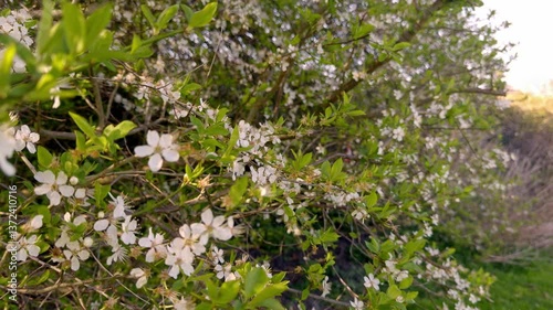 A beautiful scene of the cherry blossom tree with beautiful pink flowers on the branch in a local public park