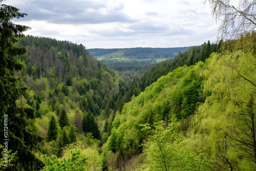 Lush valley vista trees, green foliage, distant hills under cloudy skies