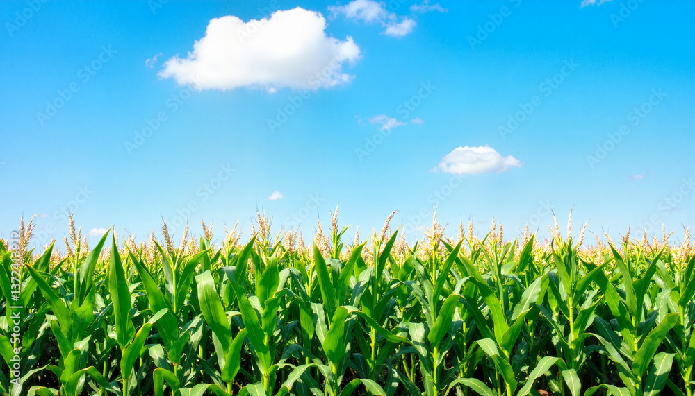 Fototapeta premium Vibrant corn field under clear blue sky, agricultural abundance