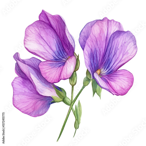 A watercolor of a sweet pea flower, isolated on a white background. Sweet Pea vector.

