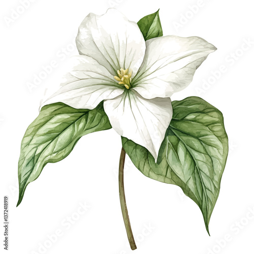 A watercolor of a trillium flower, isolated on a white background. Trillium flower vector.

