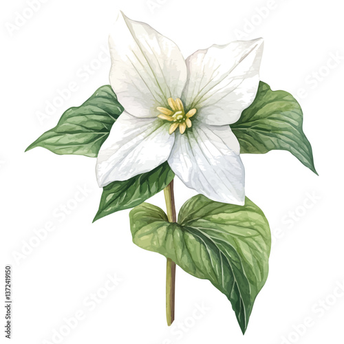 A watercolor of a trillium flower, isolated on a white background. Trillium flower vector.

