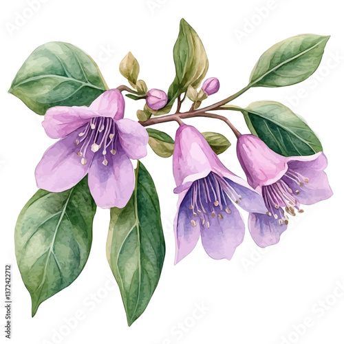 A watercolor of an uva ursi flower, isolated on a white background. Uva Ursi vector.

