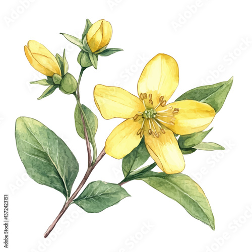 A watercolor of an uva ursi flower, isolated on a white background. Uva Ursi vector.

