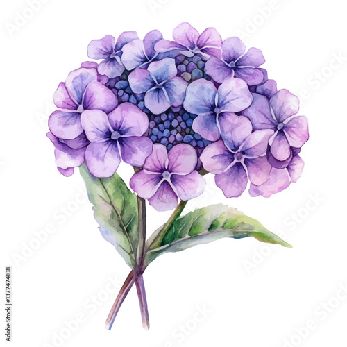 A watercolor of a verbena flower, isolated on a white background. Verbena flower vector.


