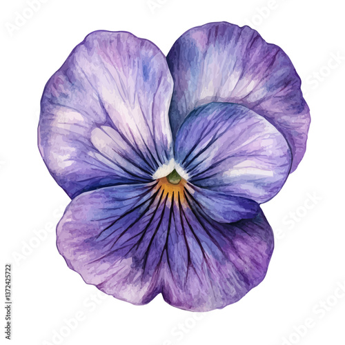 A watercolor of a viola flower, isolated on a white background. Viola vector.

