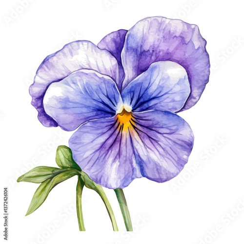 A watercolor of a viola flower, isolated on a white background. Viola vector.

