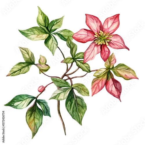 A watercolor of a Virginia creeper flower, isolated on a white background. Virginia Creeper vector.

