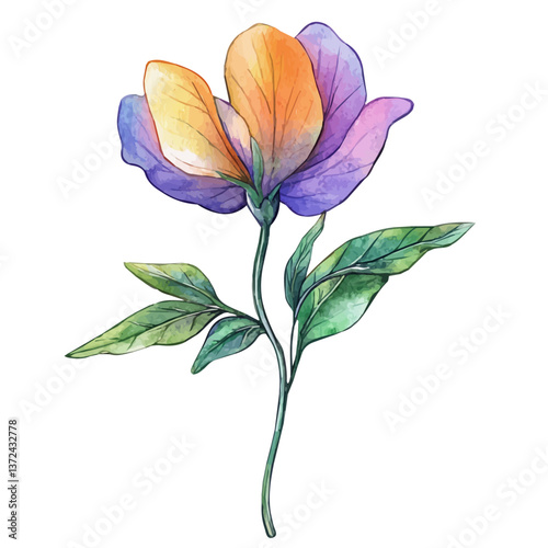 A watercolor of a wishbone flower, isolated on a white background. Wishbone flower vector.

