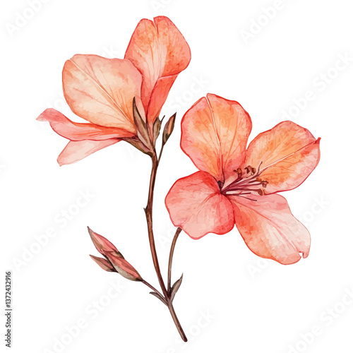 A watercolor of a wishbone flower, isolated on a white background. Wishbone flower vector.

