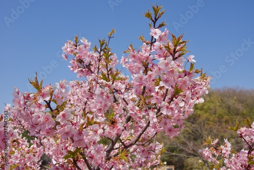 倉敷川　満開の河津桜の春　倉敷川親水公園
