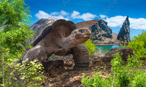 Galapagos Islands. Galapago...