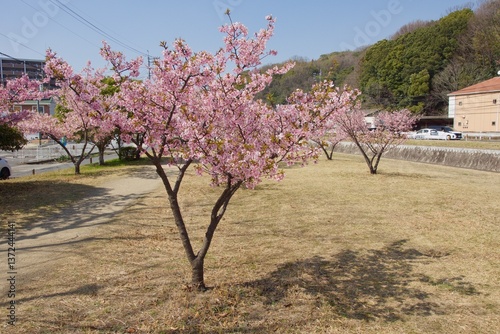 倉敷川　満開の河津桜の春　倉敷川親水公園
