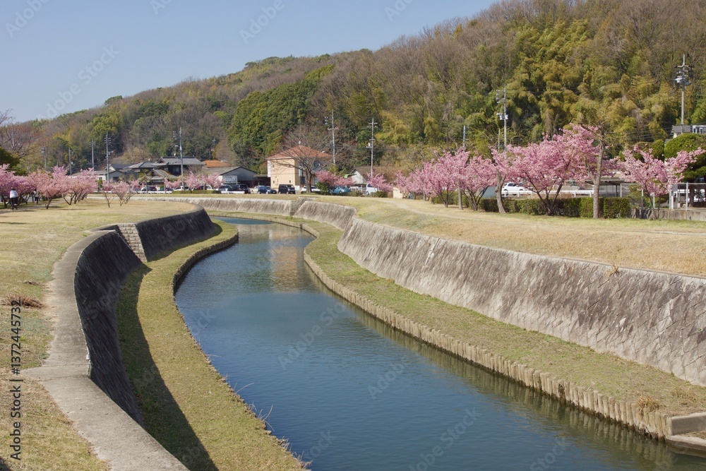 Fototapeta premium 倉敷川 満開の河津桜の春 倉敷川親水公園 