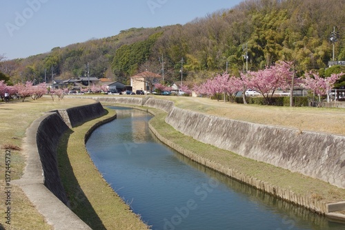 倉敷川　満開の河津桜の春　倉敷川親水公園
