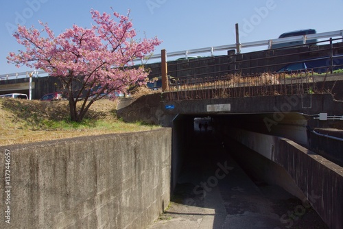 倉敷川　満開の河津桜の春　倉敷川親水公園
