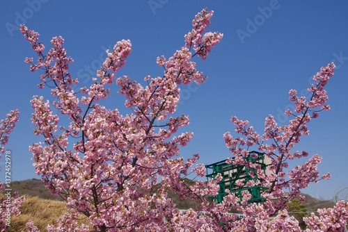 倉敷川　満開の河津桜の春　倉敷川親水公園
