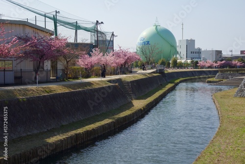 倉敷川　満開の河津桜の春　倉敷川親水公園

