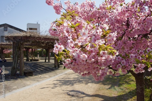倉敷川　満開の河津桜の春　倉敷川親水公園
