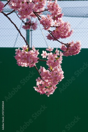 倉敷川　満開の河津桜の春　倉敷川親水公園
