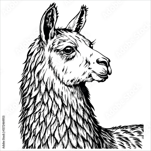 A black and white drawing of a llama with a long mane