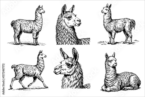 The image is a series of black and white drawings of llamas