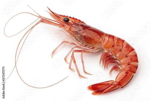 Wallpaper Mural Red Shrimp Displayed on White Background in High Detail Generative AI Torontodigital.ca