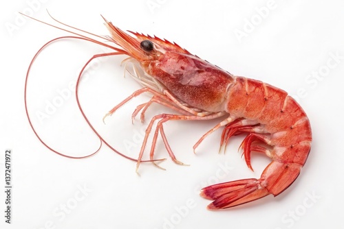 Wallpaper Mural Red Shrimp Isolated Against a White Background for Clear Visibility and Detail Torontodigital.ca