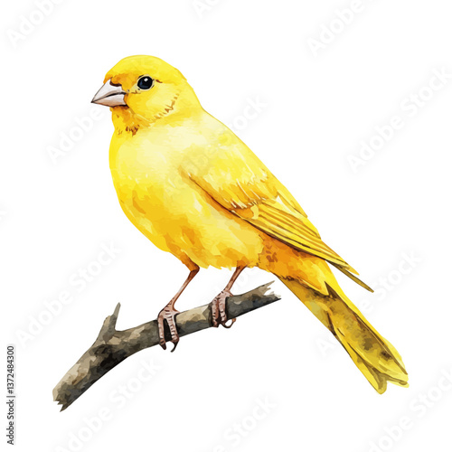 A watercolor vector of a canary, isolated on a white background. Canary vector.

