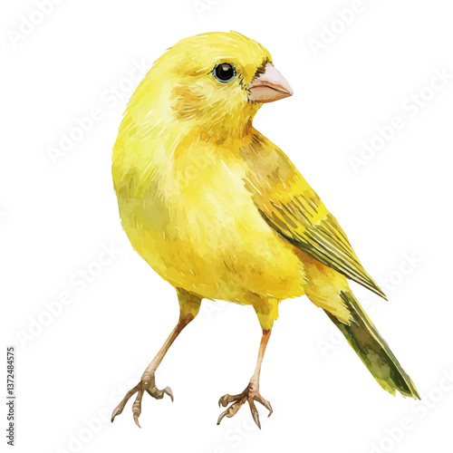A watercolor vector of a canary, isolated on a white background. Canary vector.

