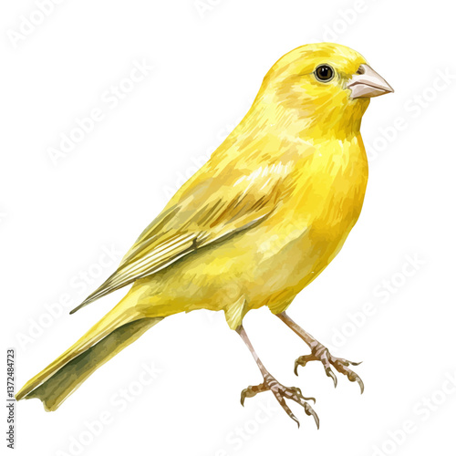 A watercolor vector of a canary, isolated on a white background. Canary vector.

