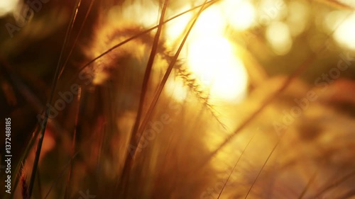 The grass flowers sway gently with the soft breeze during the evening sunset.