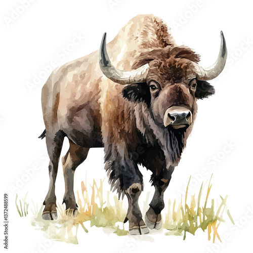 A watercolor vector of a buffalo, isolated on a white background. Buffalo vector.

