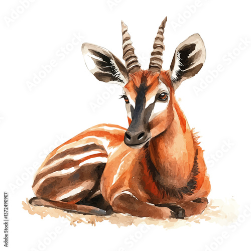 A watercolor vector of a bongo, isolated on a white background. Bongo vector.

